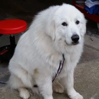 Pocoshock Animal Hospital ico