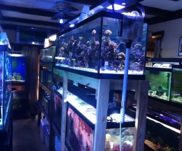 TnT Saltwater Aquariums