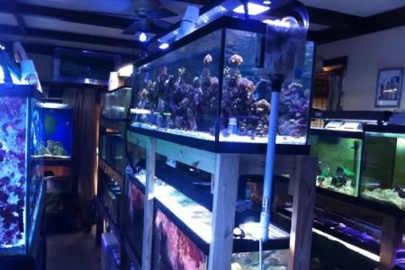 TnT Saltwater Aquariums