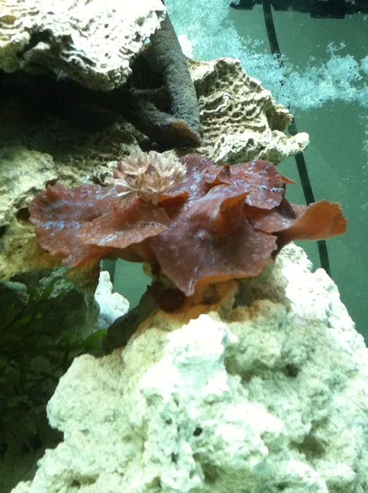TnT Saltwater Aquariums 12