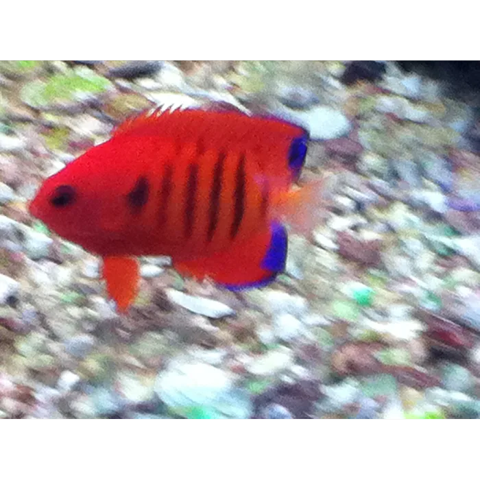 TnT Saltwater Aquariums 12