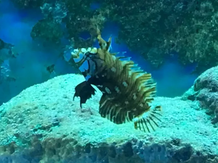 TnT Saltwater Aquariums 12