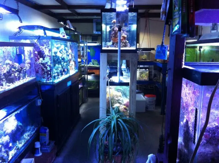 TnT Saltwater Aquariums 12