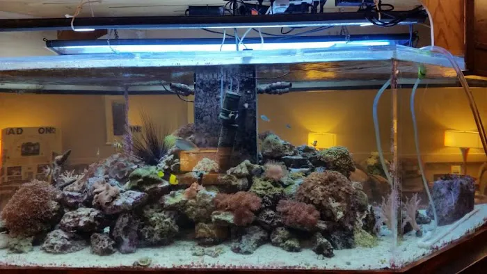 TnT Saltwater Aquariums 12