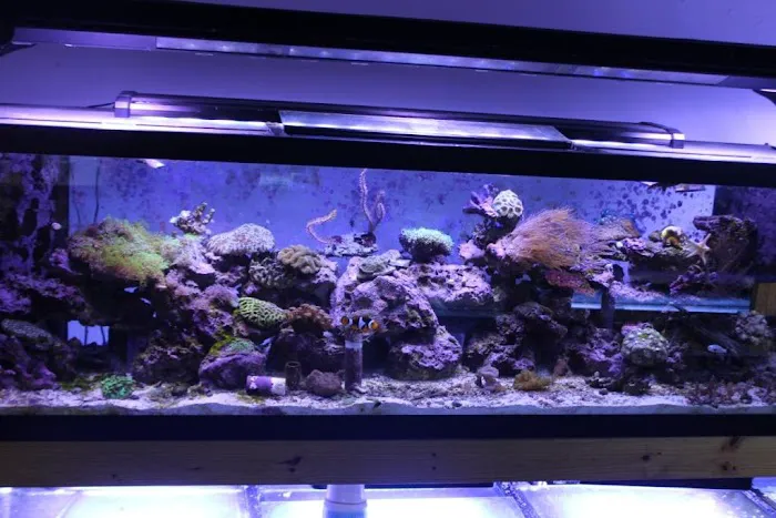 TnT Saltwater Aquariums 12