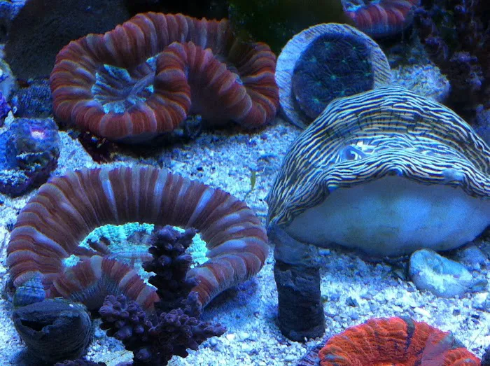 TnT Saltwater Aquariums 12