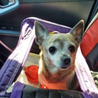 Chesdin Animal Hospital ico