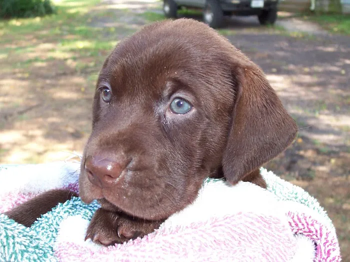 Chesdin Animal Hospital 12