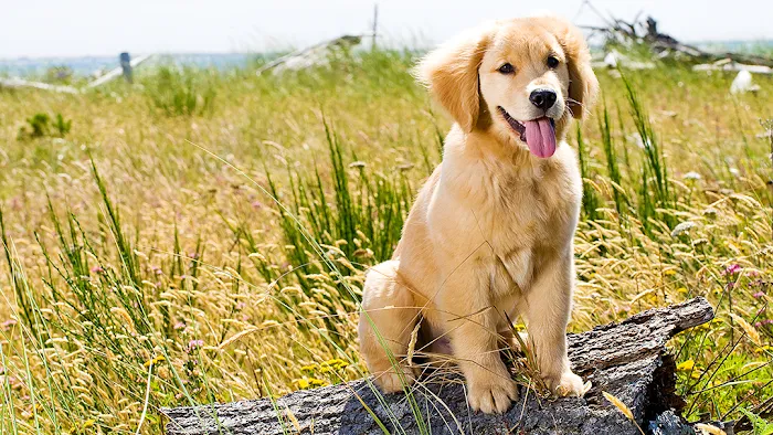 Chesdin Animal Hospital 12