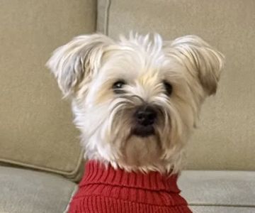 Virginia Veterinary Centers - Midlothian