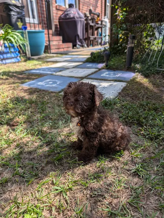 Dream Puppies Pet Store 2