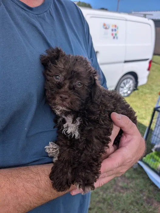 Dream Puppies Pet Store 1