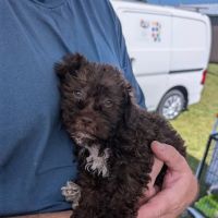 Dream Puppies Pet Store ico