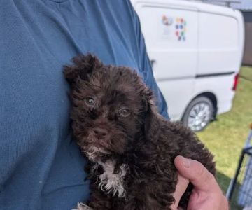 Dream Puppies Pet Store