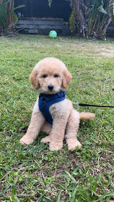 Dream Puppies Pet Store 8