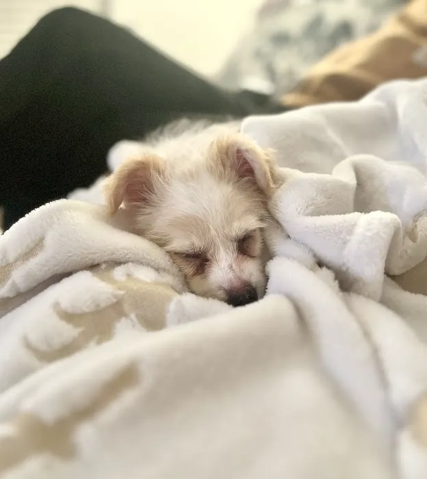 Dream Puppies Pet Store 6