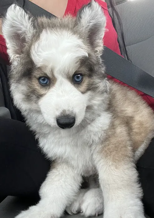 Dream Puppies Pet Store 5