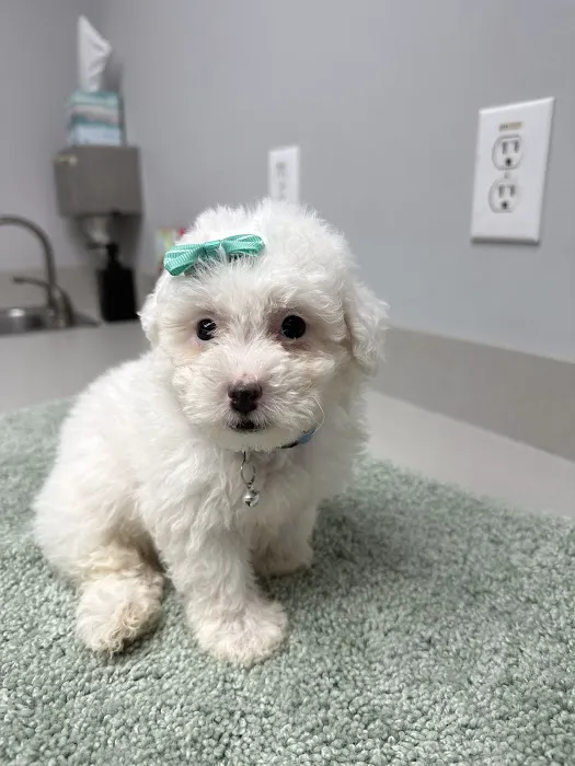 Dream Puppies Pet Store 3