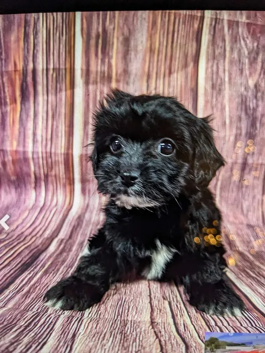 Dream Puppies Pet Store 10