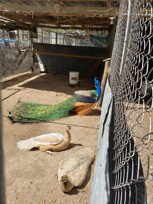 GOD Creations Patterson Peafowl Farm 4