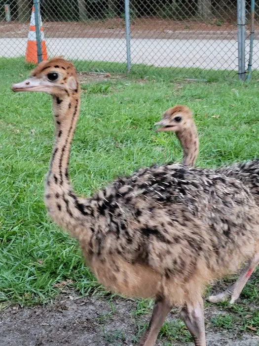 GOD Creations Patterson Peafowl Farm 2