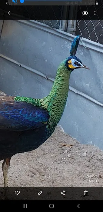 GOD Creations Patterson Peafowl Farm 6