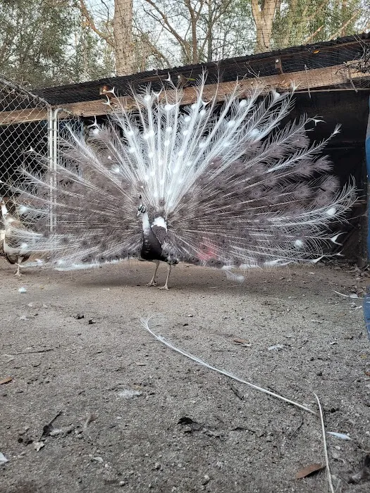 GOD Creations Patterson Peafowl Farm 5