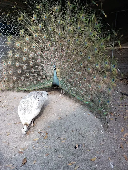 GOD Creations Patterson Peafowl Farm 10