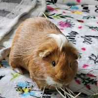 Brandermill Animal Hospital ico