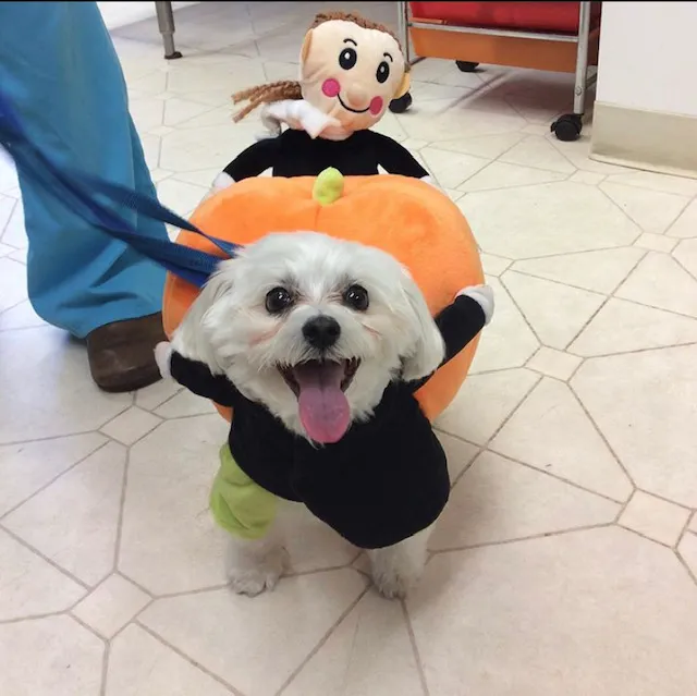Brandermill Animal Hospital 9