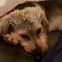 Lucks Lane Veterinary Clinic ico