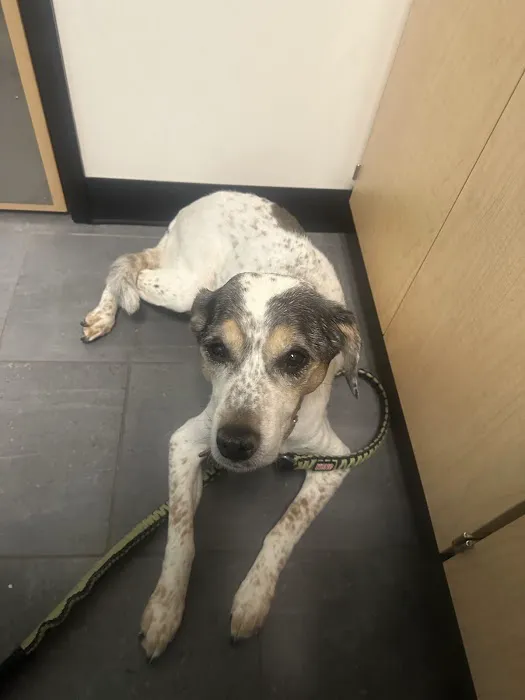 Banfield Pet Hospital 5