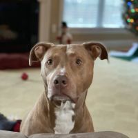 Banfield Pet Hospital ico