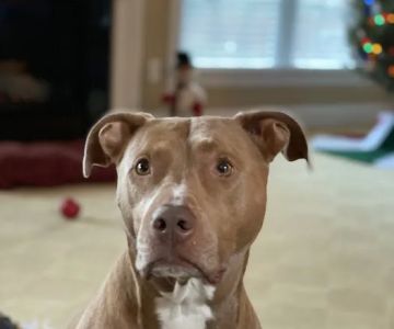 Banfield Pet Hospital