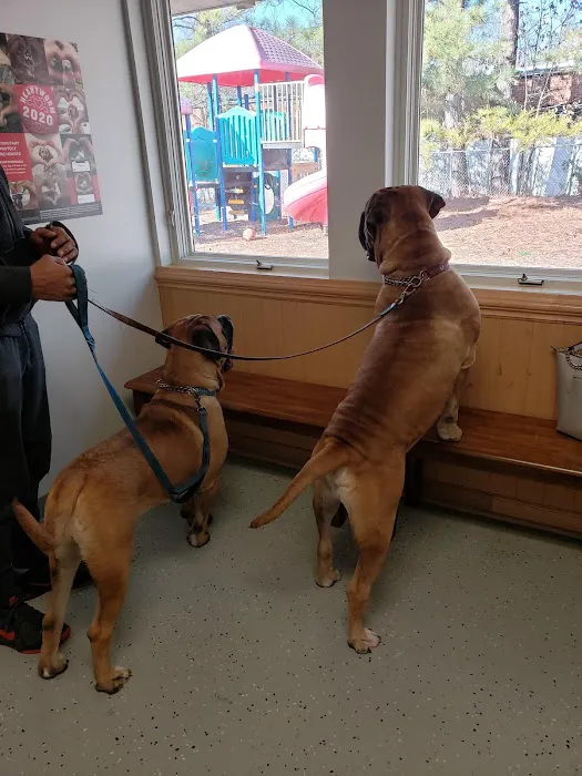 Commonwealth Animal Hospital 6