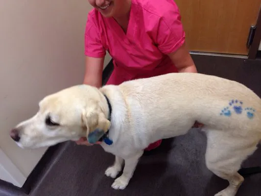 Winterfield Veterinary Hospital 2