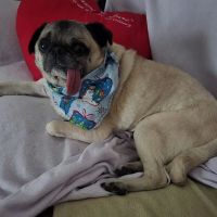 Animal Eye Care of Richmond ico