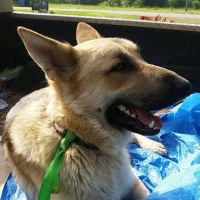 Center Star Veterinary Services ico