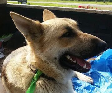 Center Star Veterinary Services