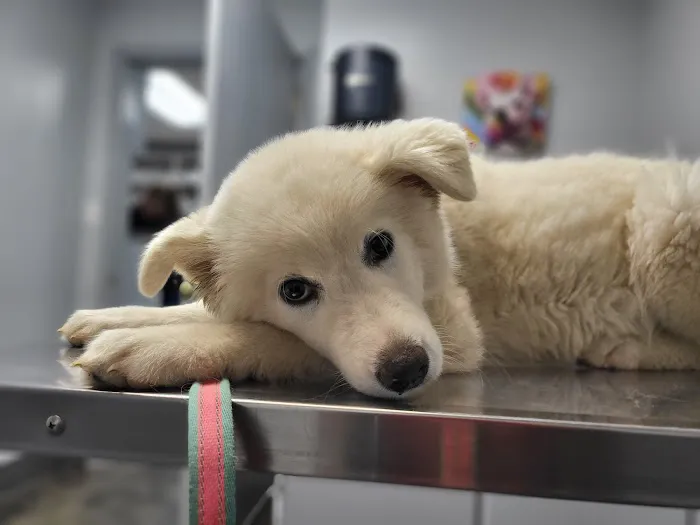 Center Star Veterinary Services 3