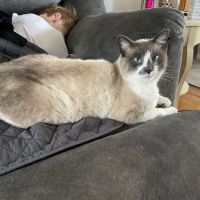 Greenview Veterinary Hospital ico
