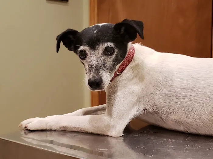 Hohenwald Animal Hospital 12