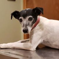 Hohenwald Animal Hospital ico