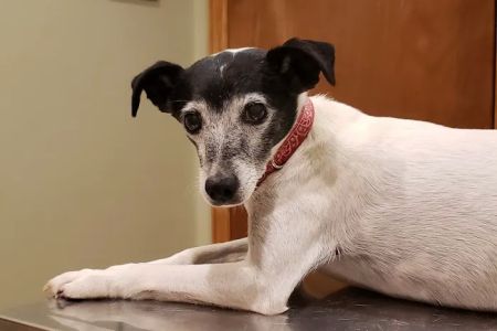 Hohenwald Animal Hospital