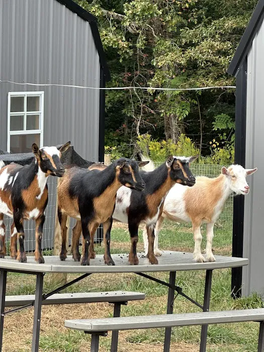 Hohenwald Animal Hospital 12