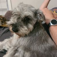 Hohenwald Animal Hospital: Steven Scott DVM ico