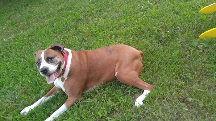 Snodgrass Veterinary Medical Center 1