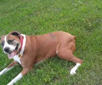 Snodgrass Veterinary Medical Center