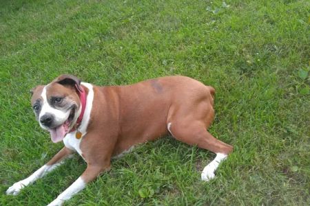 Snodgrass Veterinary Medical Center
