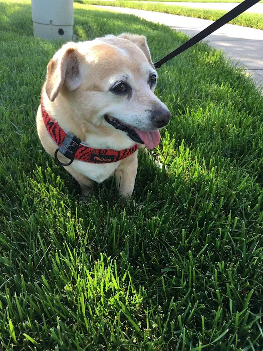 Three Springs Animal Hospital 6